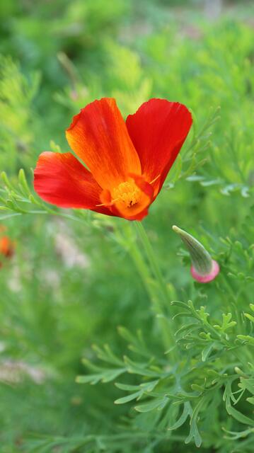Escholtzia californica 'Red'