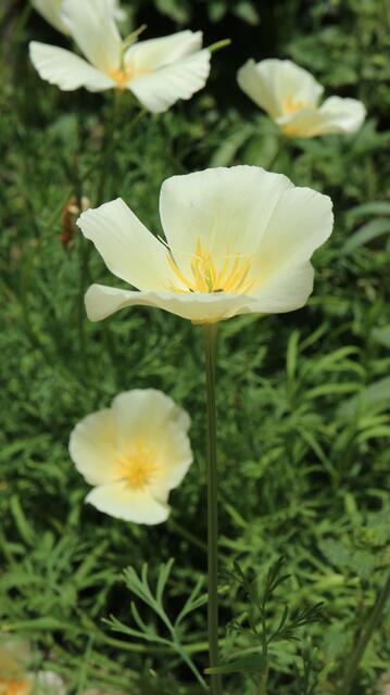 Escholtzia californica 'White'