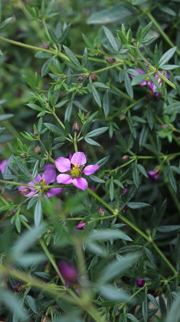 Fagonia cretica