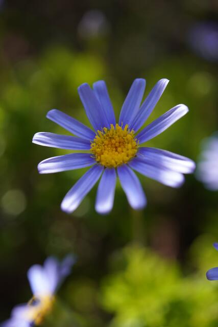 Felicia amelloides