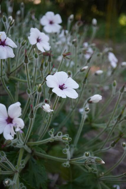 Geanium maderense f. alba
