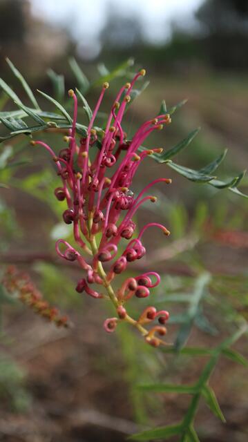 Grevillea 'Bronze Rambler'