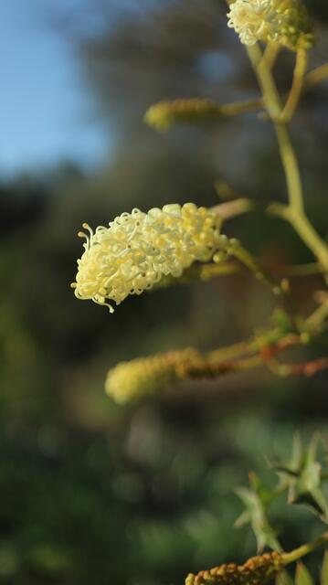 Grevillea flexuosa