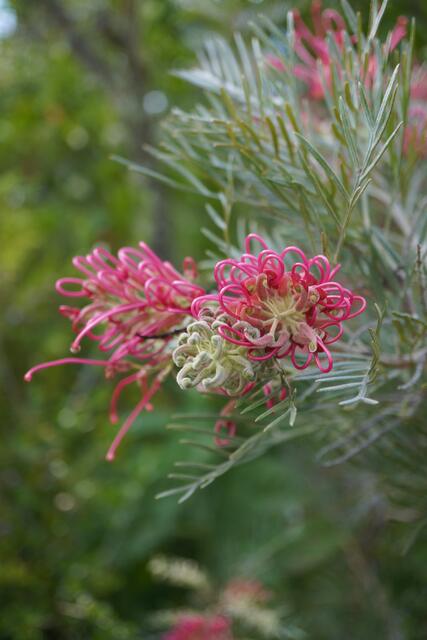 Grevillea 'Lollipop'