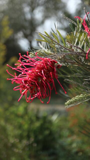 Grevillea 'Lollipop'