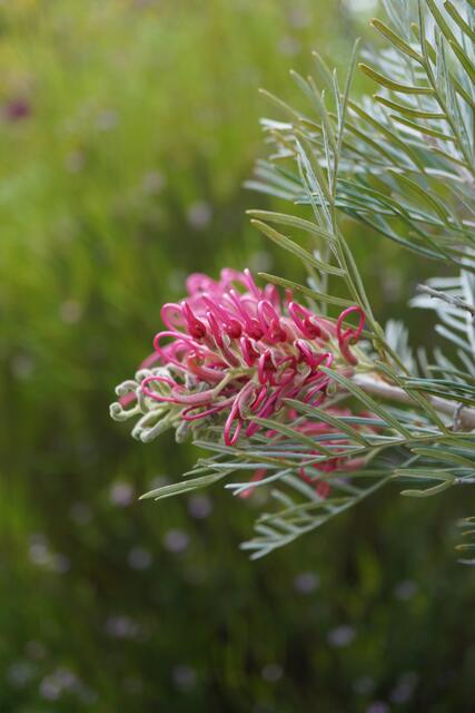 Grevillea 'Lollipop'