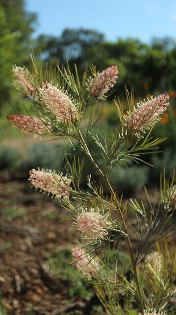 Grevillea 'Pink Ice'