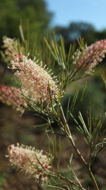 Grevillea 'Pink Ice'