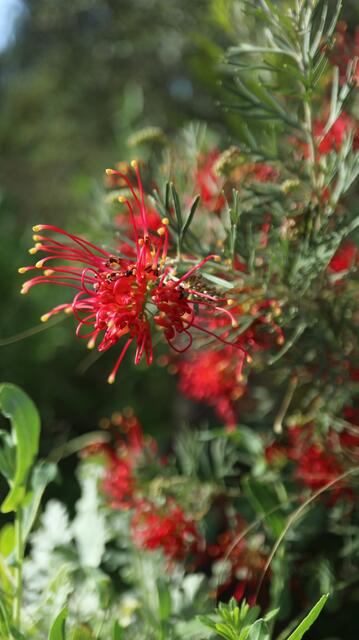 Grevillea 'Wimpara Gem'