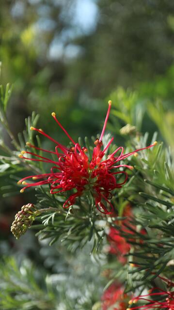 Grevillea 'Wimpara Gem'