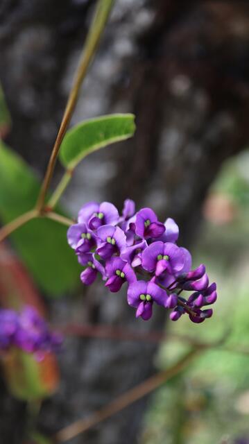 Hardenbergia violacea