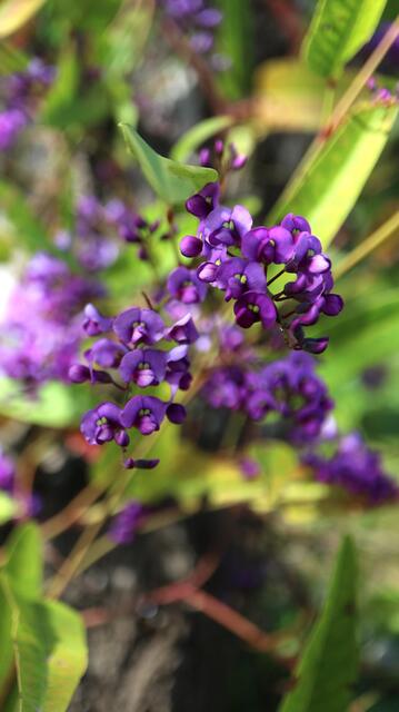 Hardenbergia violacea