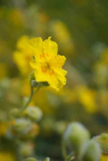 Helianthemum sp