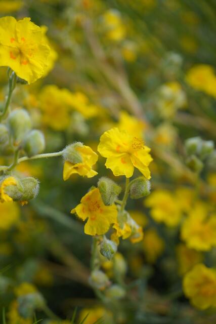 Helianthemum sp