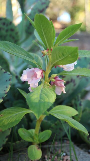Impatiens balsamina