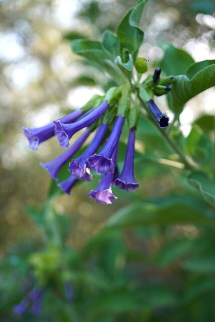 Iochroma australe (Eriolarynx australis)