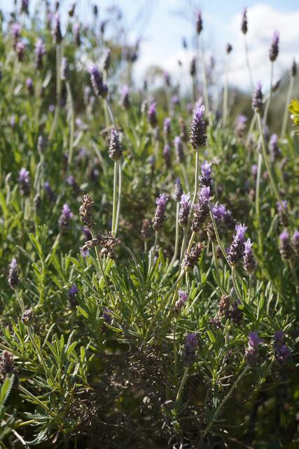 Lavandula dentata