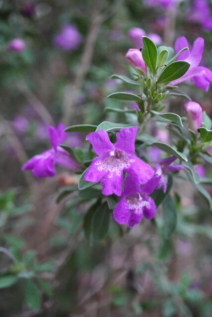 Leucophyllum frutescens