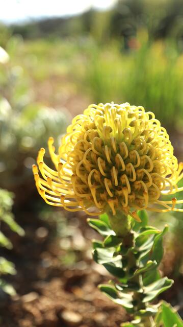 Leucospermum cordifolium