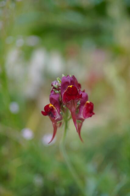 Linaria aeruginea