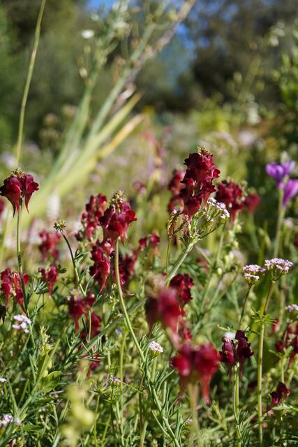 Linaria aeruginea