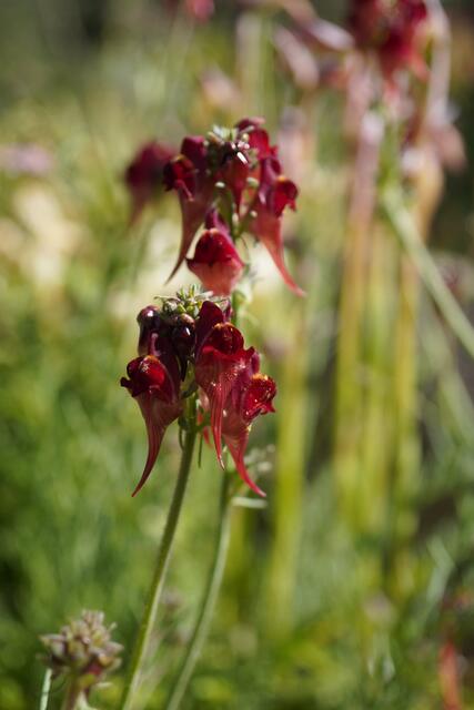Linaria aeruginea