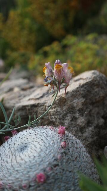 Linaria pruinosa