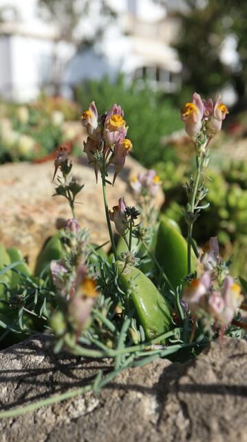 Linaria pruinosa