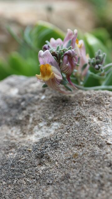 Linaria pruinosa