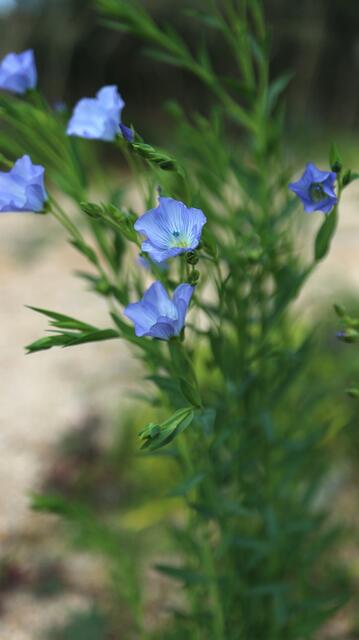 Linum perenne