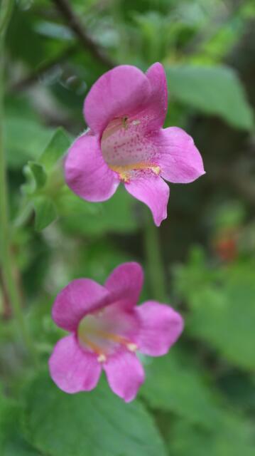 Lophospermum erubescens