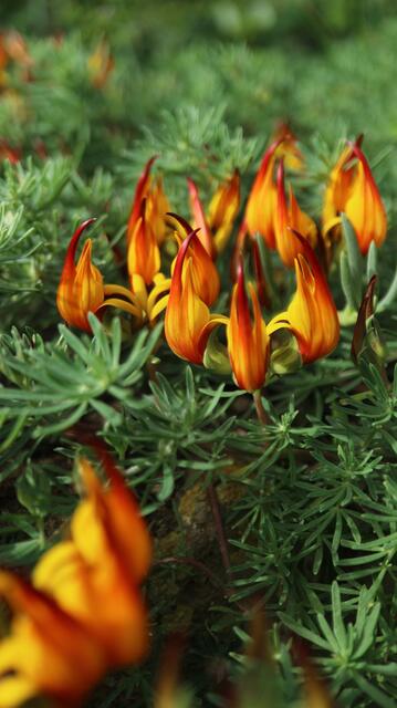 Lotus bethelotii