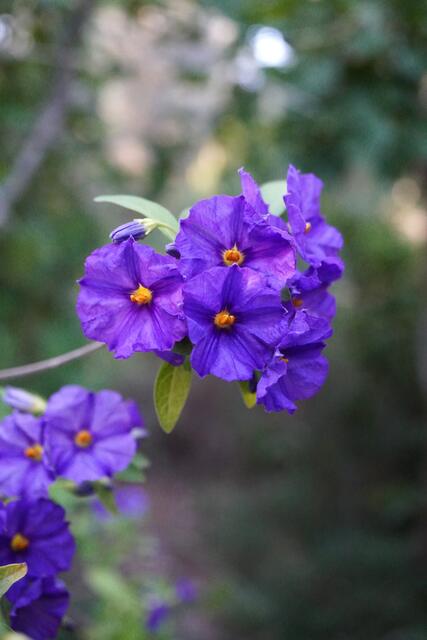 Lycianthes rantonetii