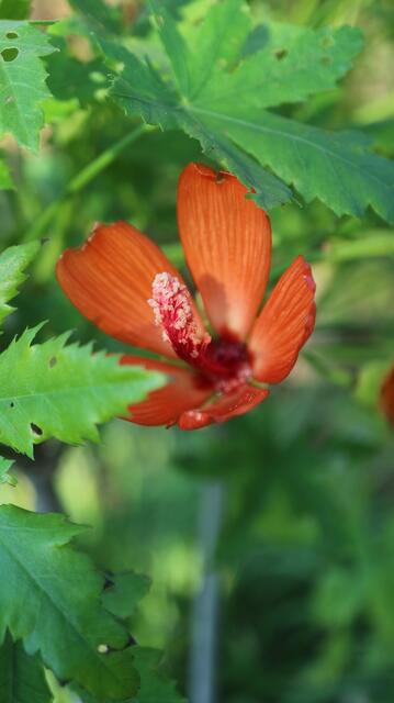 Malva phoenicea