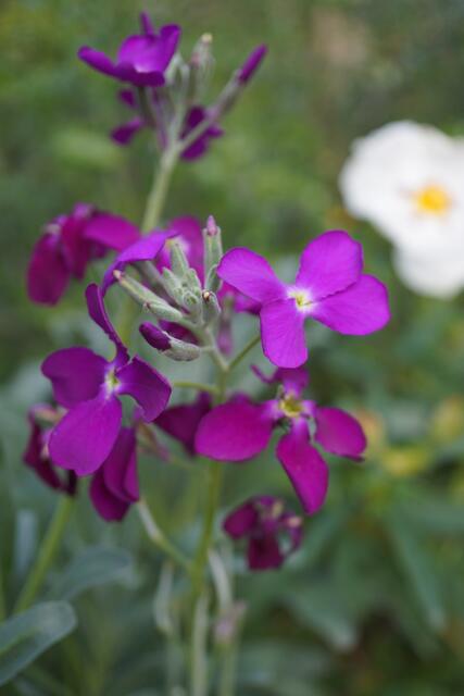 Matthiola incana