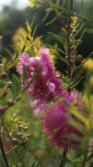 Melaleuca fulgens Pink