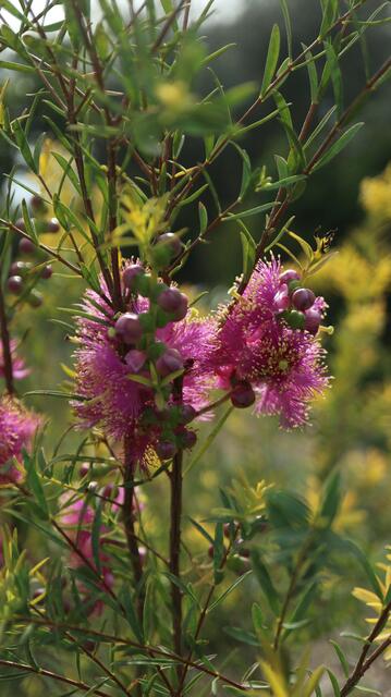 Melaleuca fulgens Pink