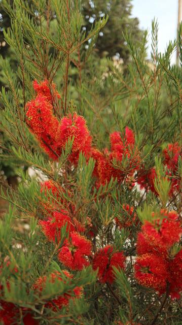 Melaleuca fulgens Red