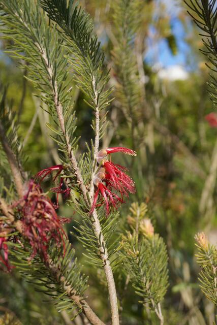 Melaleuca quadrifida - syn: Calothamnus quadrifidus