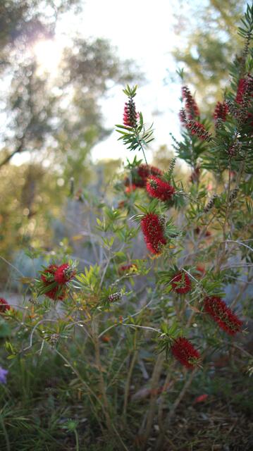 Melaleuca viminalis - syn: Callistemon viminalis