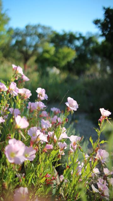 Oenothera speciosa