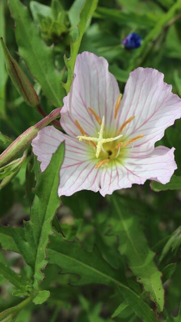 Oenothera speciosa