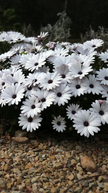 Osteospermum ecklonis - syn: Dimorphoteca ecklonis