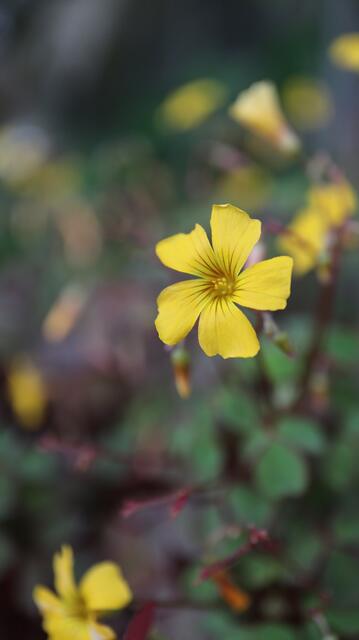 Oxalis vulcanicola