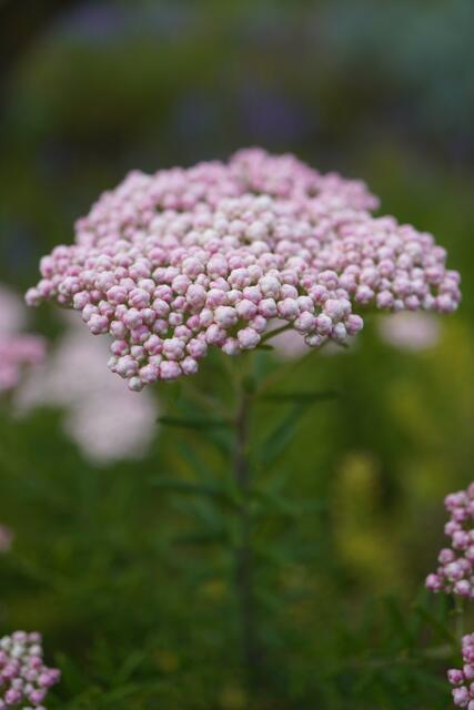 Ozothamnus diosmifolius