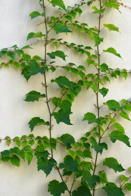 Parthenocissus tricuspidata
