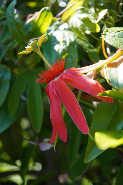 Passiflora cocuyensis