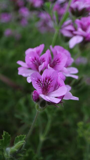 Pelargonium crispum