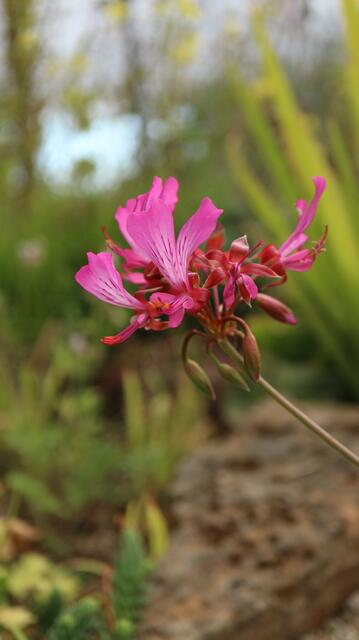 Pelargonium endlicherianum