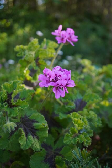 Pelargonium graveolens